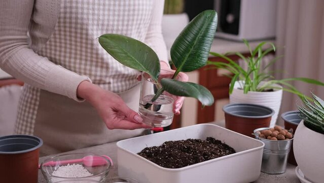 Home Gardening and plant transplantation - Woman mixing soil substrate with hands