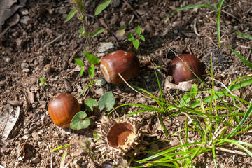 森の中のどんぐり