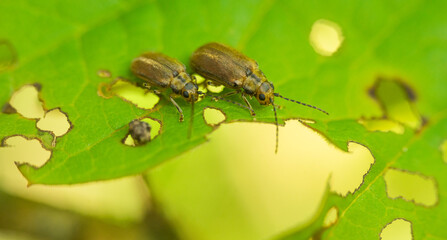Two beetles are eating a green leaf in the garden. Viburnum leaf beetle.Round holes on the leaves...