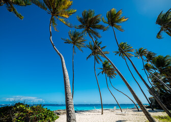 Tall Palm Trees on White Sandy Beach