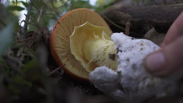 collecting amanita caesarea on mycological excursion