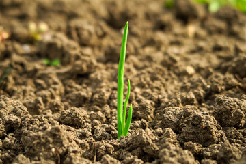 young green onion sprout grows in the garden, onion planting and gardening concept