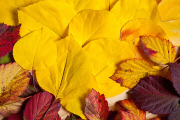 Bright autumn tree leaves lying on a wooden surface.