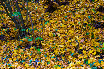 Colourful leaves in the forest