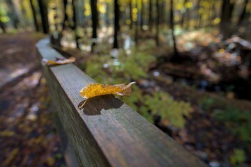 Feuille sur clôture