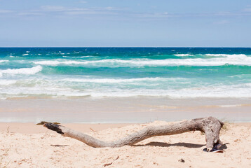 Branch on a beach