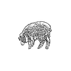 illustration of a sheep