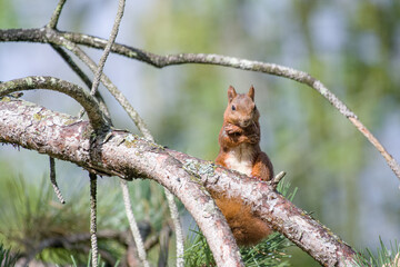 ecureuil arbre