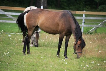 Horse resting in the paddock