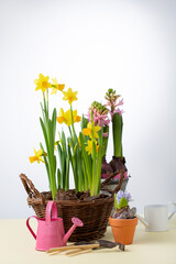 Fresh flowers in pot spring and garden concept