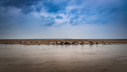 Phoques et veaux de mer sur le rivage de la mer du nord en baie d'Authie 