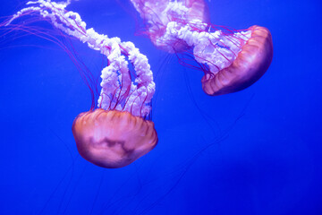 Sea ​​nettle jellyfish with blue background