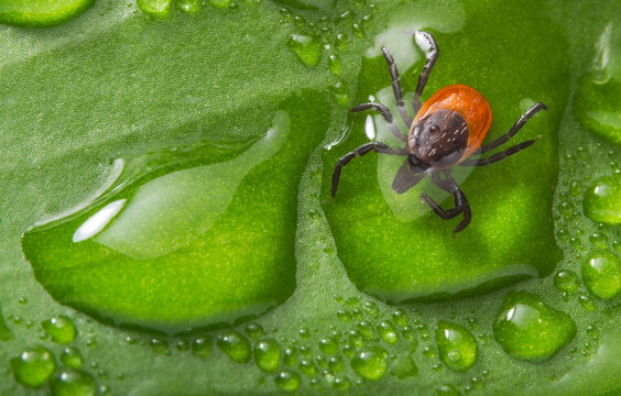 Black legged insect parasite deer tick in big water drop on a natural background. Ixodes ricinus. Close-up of female parasitic mite on green leaf. Danger of tick-borne diseases transmission in nature.