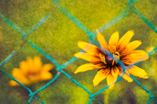 Beautiful black-eyed Susan flowers in abstract floral scene with nature background. Rudbeckia hirta. Closeup of yellow brown bloom behind green wire mesh grid pattern in artistic digital illustration.