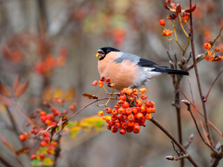Bullfinch, Pyrrhula pyrrhula