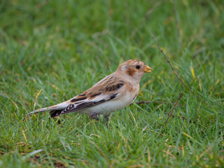 Snow bunting, Plectrophenax nivalis