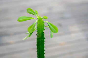 Houseplant Euphorbia trigona or African milk tree with fresh young leaves on top
