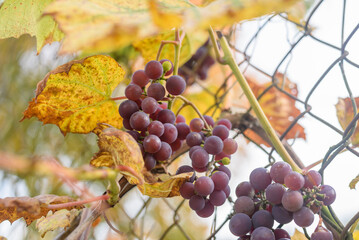 Ripe grape fruit on bush with yellow leaves on fence