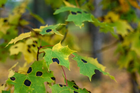 Maple leaves with Rhytisma tar spots in autumn
