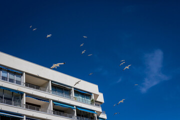 Immeuble, mouettes et ciel bleu © Concept Photo Studio