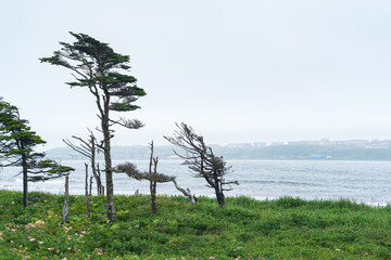 Obraz premium coastline of Kunashir island with a town on the other side of a foggy bay