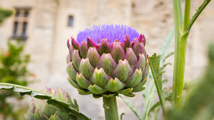Tête d'artichaud en fleur © Concept Photo Studio