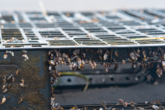 colony of young  marine organisms, biofouling on floating anthropogenic debris (floating discarded plastic pallet)