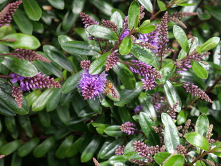 Hebe Wiri Charm is a compact evergreen shrub with rose-puple flowers that are produced from the spring until the autumn.