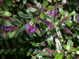 Hebe Wiri Charm is a compact evergreen shrub with rose-puple flowers that are produced from the spring until the autumn.
