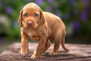 Four week old Sprizsla puppy - light fawn tan colour Vizsla - walking towards the camera with a...