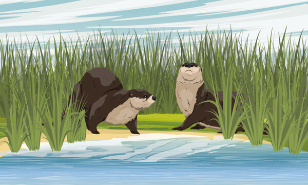 Two river otters are sitting on the bank of a pond with tall green grass. Wild semiquatic mammal of Eurasia. realistic vector animal
