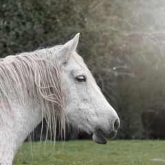white horse portrait, rural scene