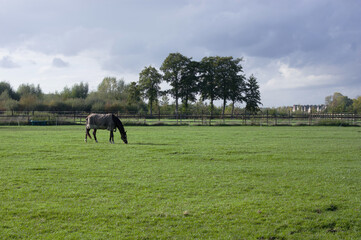 Fototapeta na wymiar Black horse in green meadow