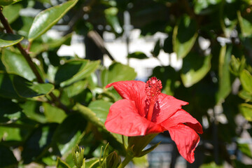 flower in the garden	