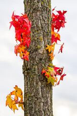Multicolored sprouts on a tree trunk in autumn