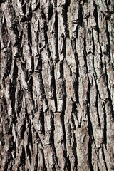 Graue Baumrinde, Borke mit Schatten, Holztextur, Hintergrund, Deutschland
