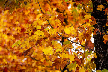 Beautiful autumn leaves of acer buergerianum. - obrazy, fototapety, plakaty