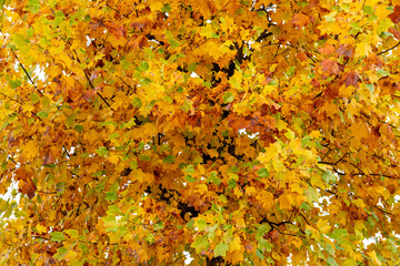 Beautiful autumn leaves of acer buergerianum. - obrazy, fototapety, plakaty