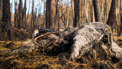 Forêt de pins calcinée, après le passage des incendies de l'été 2022, à proximité du secteur de Landiras