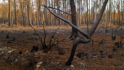 Forêt de pins calcinée, après le passage des incendies de l'été 2022, à proximité du secteur de Landiras