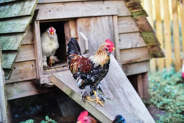Fotobehang Cockerel exiting covered Chicken coop © maywhiston