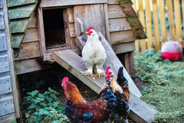 Cockerel exiting covered Chicken coop © maywhiston