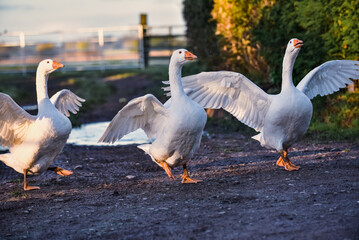 White free range Embden Geese and Gander flapping Wings