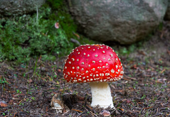 Red mushroom