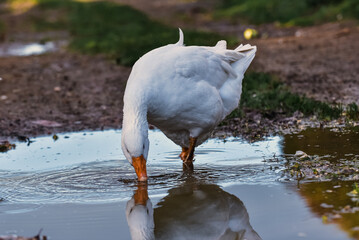 Goose drinking water out of puddle, reflections