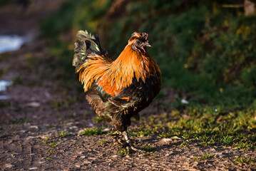 Free Range Poultry and Waterfowl before DEFRA bird flu Lockdown