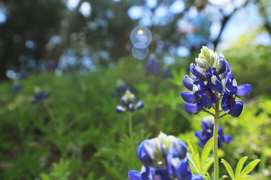 Texas Bluebonnets In A Wildflower Field