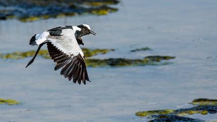 Black and white colored Blacksmith lapwing in flight over a river 