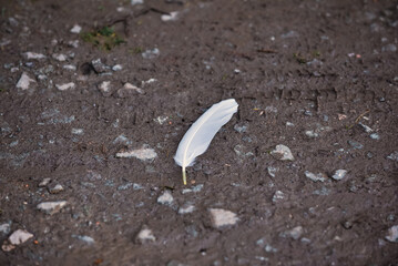 White Feather on the ground