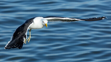 A large Kelp Gull in flight over the Berg river in Velddrif 